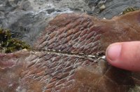 Lepidodendron bark print